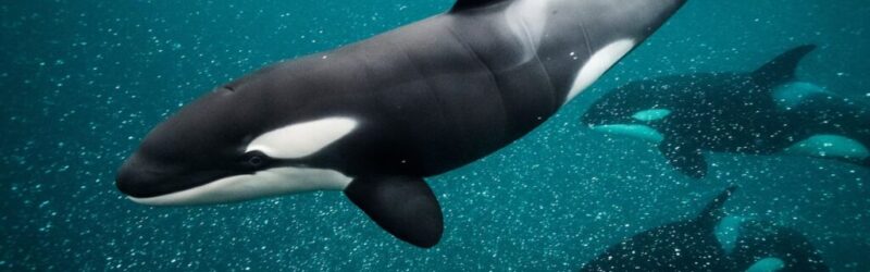 Killer Whale